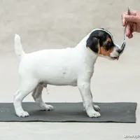 Mars (Puppy #6), a male Jack Russell Terrier for sale in Fort Atkinson, WI – Photo 3 of 8