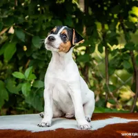 Mars (Puppy #6), a male Jack Russell Terrier for sale in Fort Atkinson, WI – Photo 2 of 8