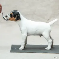 Mars (Puppy #6), a male Jack Russell Terrier for sale in Fort Atkinson, WI – Photo 4 of 8