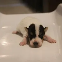 Mars (Puppy #6), a male Jack Russell Terrier for sale in Fort Atkinson, WI – Photo 6 of 8