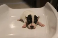 processed/08fa11fd-f3c8-4f95-8798-88bdb16b603c/listing/18e83fe5-406c-4f2e-b2fd-ff4e5f59ecbb/c3f3d212-c8d8-4e60-9812-b87385ecaefe