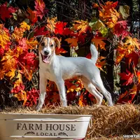Mars (Puppy #6), a male Jack Russell Terrier for sale in Fort Atkinson, WI – Photo 1 of 8