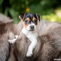 Mirage, a female Jack Russell Terrier for sale in Fort Atkinson, WI – Photo 2 of 2