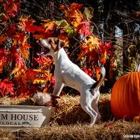 Mirage, a female Jack Russell Terrier for sale in Fort Atkinson, WI – Photo 1 of 2