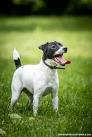 Frozen, a female Jack Russell Terrier for sale in Fort Atkinson, WI – 2 of 3