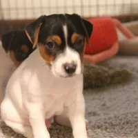 Falcon (Puppy #3 - Lear X Huck, a male Jack Russell Terrier for sale in Fort Atkinson, WI – Photo 2 of 6