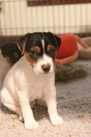 Falcon (Puppy #3 - Lear X Huck, a male Jack Russell Terrier for sale in Fort Atkinson, WI – Photo 2 of 6