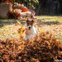 Falcon (Puppy #3 - Lear X Huck, a male Jack Russell Terrier for sale in Fort Atkinson, WI – Photo 1 of 6