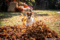 Falcon (Puppy #3 - Lear X Huck, a male Jack Russell Terrier for sale in Fort Atkinson, WI – Photo 1 of 6