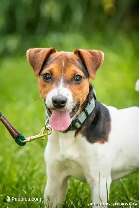 Falcon (Puppy #3 - Lear X Huck, a male Jack Russell Terrier for sale in Fort Atkinson, WI – 4 of 5