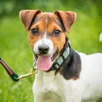 Falcon (Puppy #3 - Lear X Huck, a male Jack Russell Terrier for sale in Fort Atkinson, WI – Photo 5 of 6