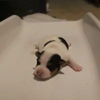 Falcon (Puppy #3 - Lear X Huck, a male Jack Russell Terrier for sale in Fort Atkinson, WI – Photo 4 of 6