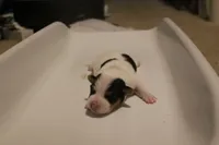 Falcon (Puppy #3 - Lear X Huck, a male Jack Russell Terrier for sale in Fort Atkinson, WI – Photo 4 of 6