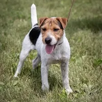 Falcon (Puppy #3 - Lear X Huck, a male Jack Russell Terrier for sale in Fort Atkinson, WI – Photo 6 of 6