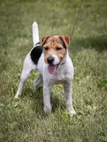 Falcon (Puppy #3 - Lear X Huck, a male Jack Russell Terrier for sale in Fort Atkinson, WI – Photo 6 of 6