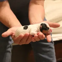 Falcon (Puppy #3 - Lear X Huck, a male Jack Russell Terrier for sale in Fort Atkinson, WI – Photo 3 of 6