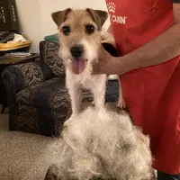 Chablis, a female Jack Russell Terrier for sale in Fort Atkinson, WI – Photo 4 of 6