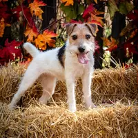 Chablis, a female Jack Russell Terrier for sale in Fort Atkinson, WI – Photo 1 of 6