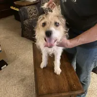 Chablis, a female Jack Russell Terrier for sale in Fort Atkinson, WI – Photo 5 of 6