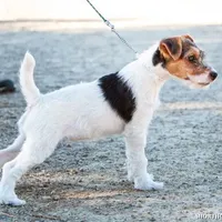 Chablis, a female Jack Russell Terrier for sale in Fort Atkinson, WI – Photo 6 of 6