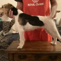 Chablis, a female Jack Russell Terrier for sale in Fort Atkinson, WI – Photo 2 of 6