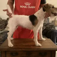 Chablis, a female Jack Russell Terrier for sale in Fort Atkinson, WI – Photo 3 of 6