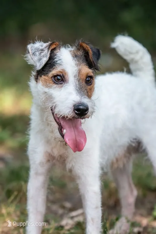 Seagrams 7  (puppy #7) – Jack Russell Terrier puppy for sale in Fort Atkinson, WI