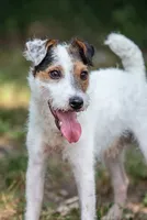 Seagrams 7  (puppy #7), a male Jack Russell Terrier for sale in Fort Atkinson, WI – 1 of 8