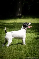 Frozen, a female Jack Russell Terrier for sale in Fort Atkinson, WI – 3 of 3
