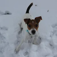 Liberty, a female Jack Russell Terrier for sale in Fort Atkinson, WI – Photo 1 of 3