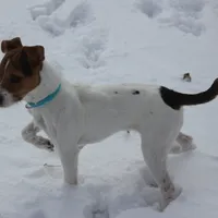 Liberty, a female Jack Russell Terrier for sale in Fort Atkinson, WI – Photo 2 of 3