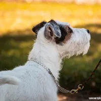 Seagrams 7  (puppy #7), a male Jack Russell Terrier for sale in Fort Atkinson, WI – Photo 2 of 5