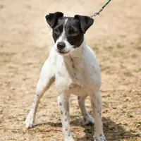 Seagrams 7  (puppy #7), a male Jack Russell Terrier for sale in Fort Atkinson, WI – Photo 4 of 5