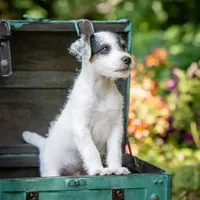Seagrams 7  (puppy #7), a male Jack Russell Terrier for sale in Fort Atkinson, WI – Photo 3 of 5