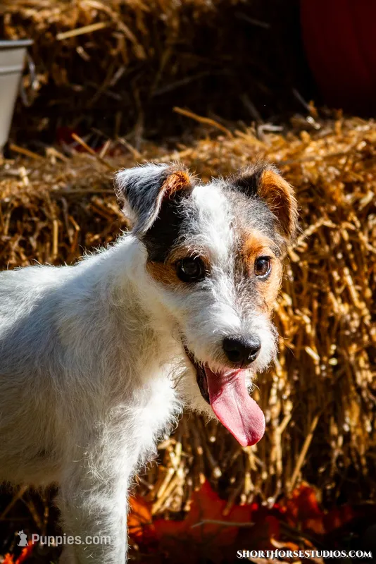 Seagrams 7  (puppy #7)