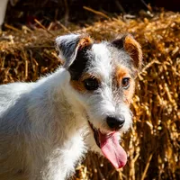 Seagrams 7  (puppy #7), a male Jack Russell Terrier for sale in Fort Atkinson, WI – Photo 1 of 5