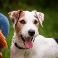 Seagrams 7  (puppy #7), a male Jack Russell Terrier for sale in Fort Atkinson, WI – Photo 5 of 5