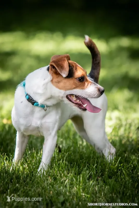 Liberty – Jack Russell Terrier puppy for sale in Fort Atkinson, WI