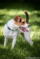 Liberty, a female Jack Russell Terrier for sale in Fort Atkinson, WI – 1 of 4