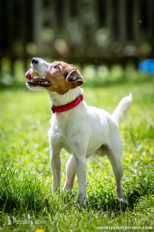 Mars (Puppy #6) – Jack Russell Terrier puppy for sale in Fort Atkinson, WI