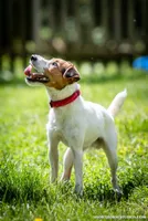Mars (Puppy #6), a male Jack Russell Terrier for sale in Fort Atkinson, WI – 1 of 7