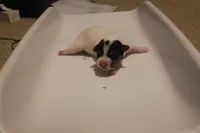 Puppy #3, a male Jack Russell Terrier for sale in Fort Atkinson, WI – Photo 2 of 5