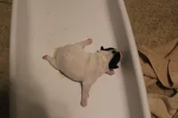 Puppy #3, a male Jack Russell Terrier for sale in Fort Atkinson, WI – Photo 3 of 5