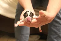 Puppy #3, a male Jack Russell Terrier for sale in Fort Atkinson, WI – Photo 1 of 5