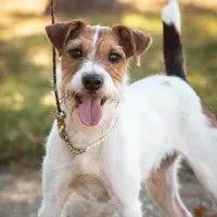 Skor, a female Jack Russell Terrier for sale in Fort Atkinson, WI – Photo 1 of 6