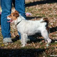 Skor, a female Jack Russell Terrier for sale in Fort Atkinson, WI – Photo 3 of 6