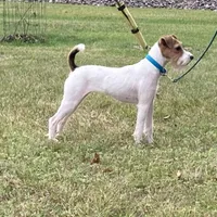 Skor, a female Jack Russell Terrier for sale in Fort Atkinson, WI – Photo 2 of 6