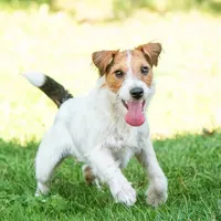 Skor, a female Jack Russell Terrier for sale in Fort Atkinson, WI – Photo 4 of 6