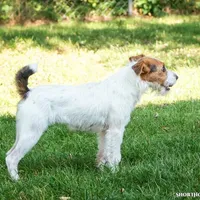 Skor, a female Jack Russell Terrier for sale in Fort Atkinson, WI – Photo 5 of 6
