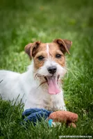 Skor, a female Jack Russell Terrier for sale in Fort Atkinson, WI – 1 of 5